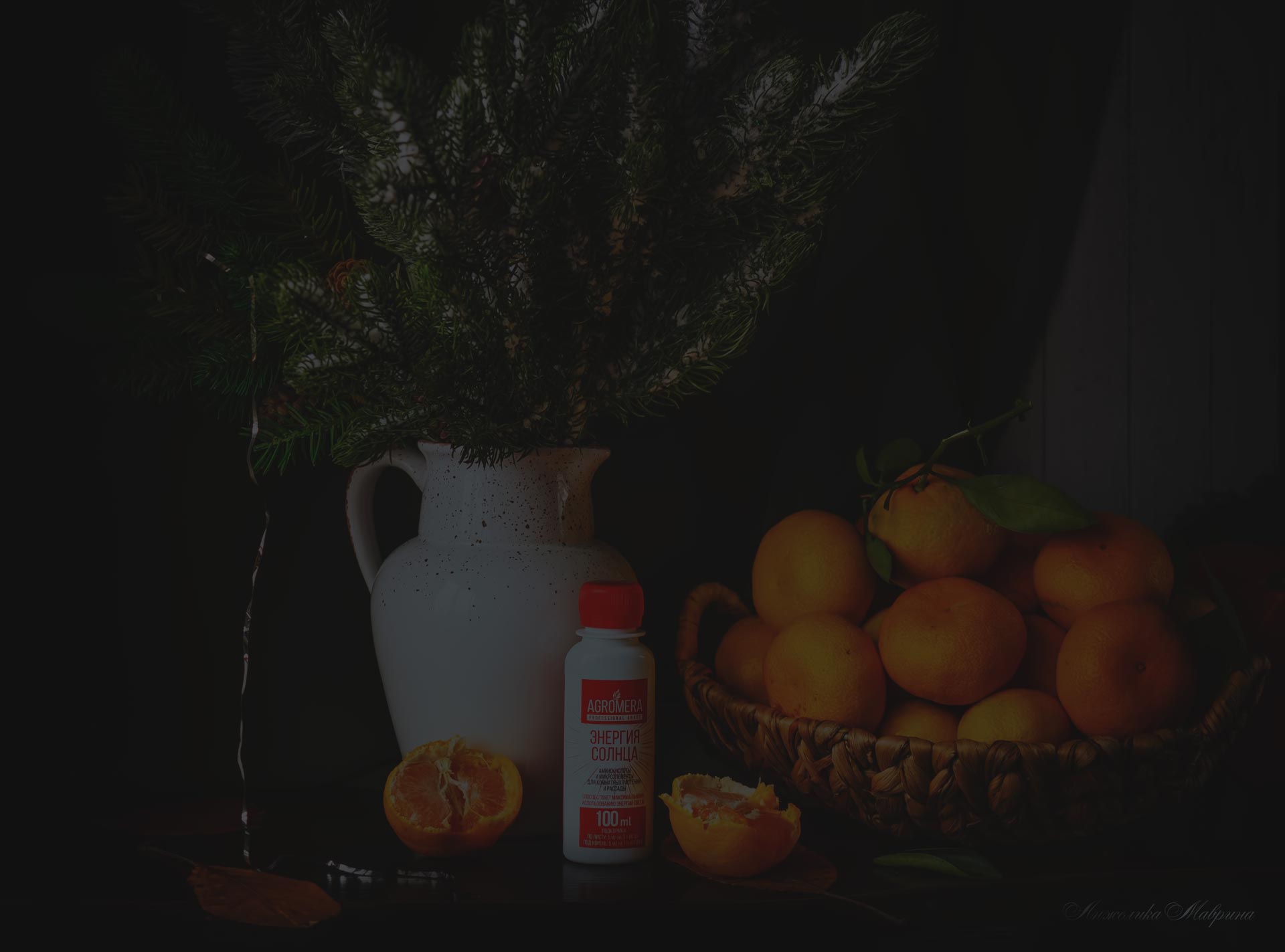 Уход за примулой в домашних условиях всю зиму