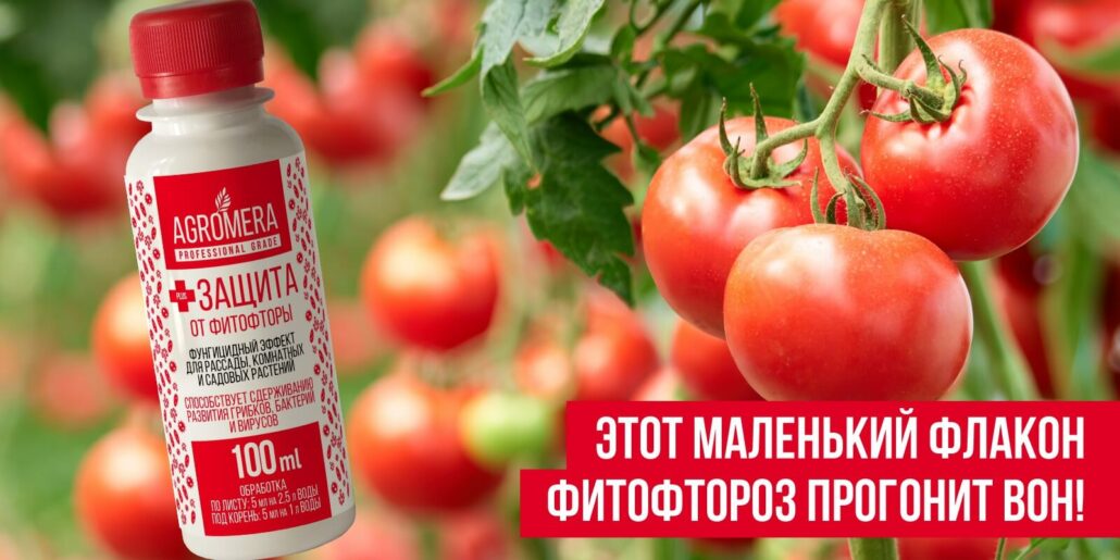 Защита томатов от фитофторы