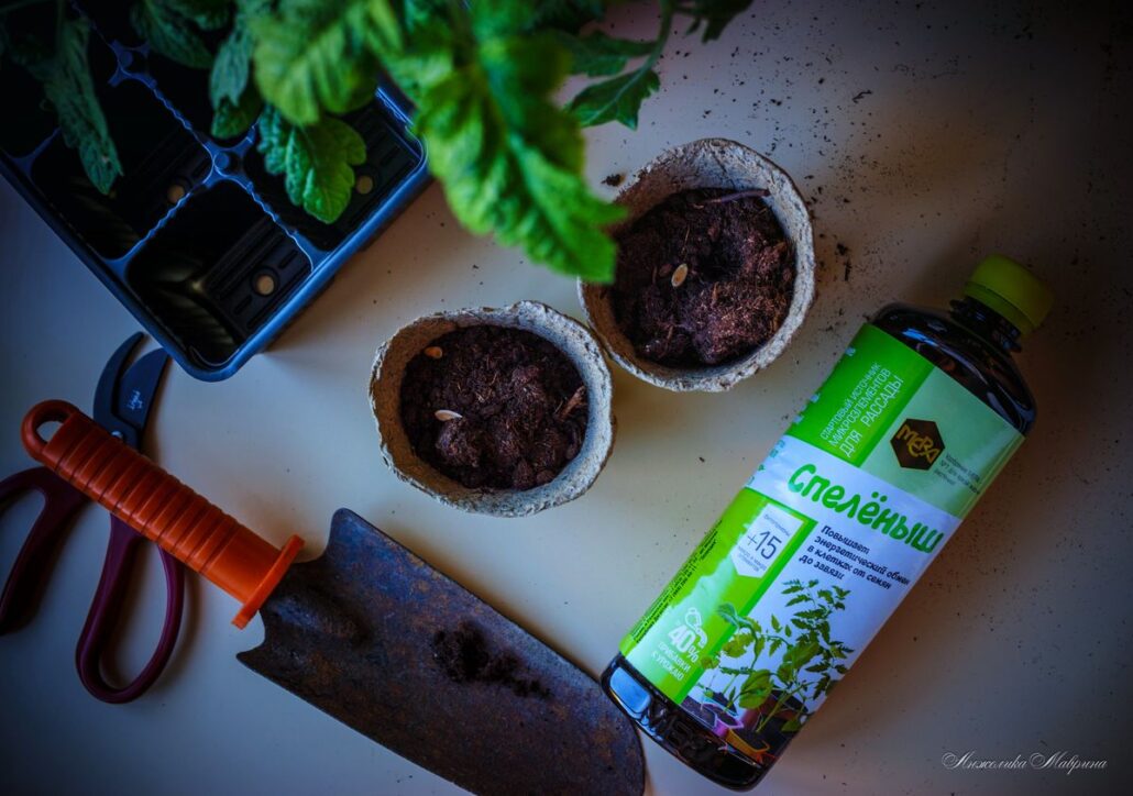 Защита рассады от болезней: профилактика с помощью СПЕЛЁНЫШ